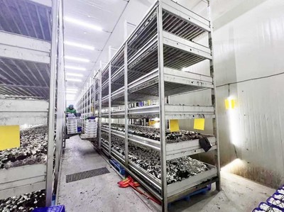 產(chǎn)值超億元!&ldquo;科技蘑菇&rdquo;走上海外餐桌